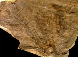 Asterophyllites longifolius