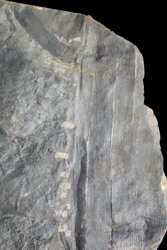 Calamites cistii van Graissessac