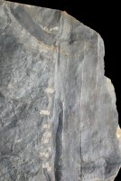Calamites cistii