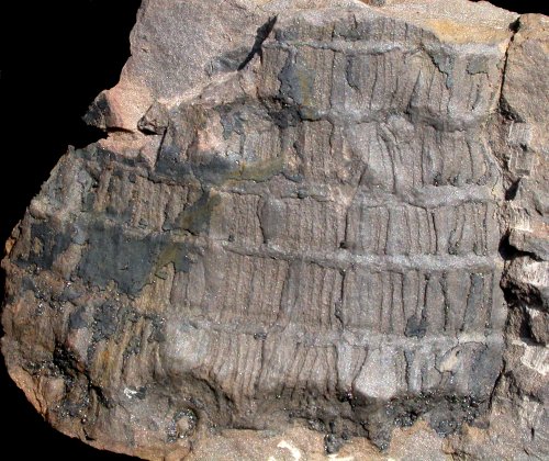 Calamites goeppertii van Graissessac