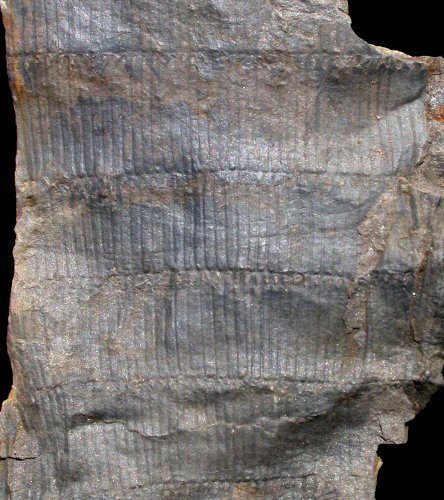 Calamites suckowii van Graissessac