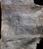 Calamites