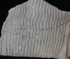 Calamites undulatus