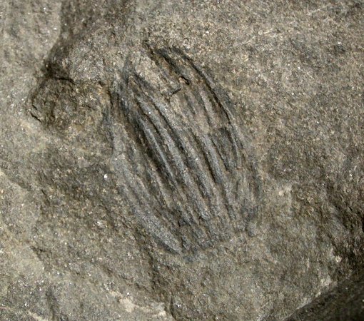 Holcospermum van Graissessac