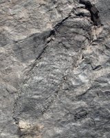 Macrostachya