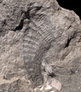 Macrostachya infundibuliformis