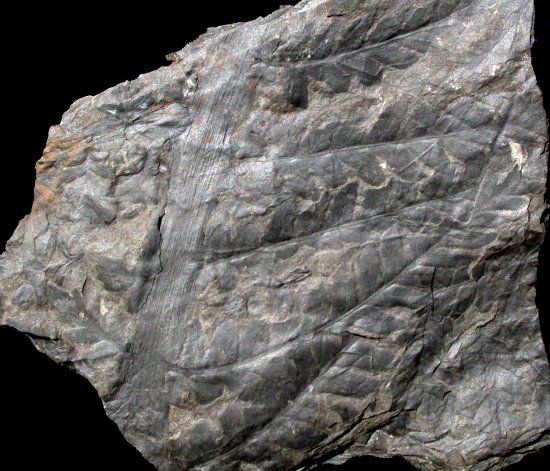 Odontopteris brardii
