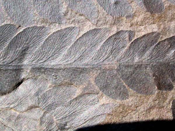 Odontopteris brardii