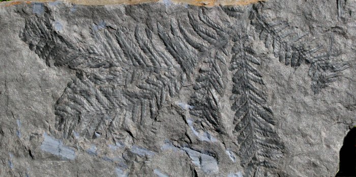 Odontopteris minor