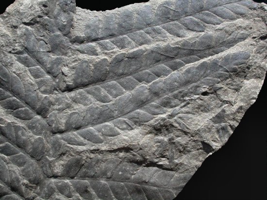 Odontopteris minor
