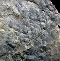 Odontopteris schlotheimii