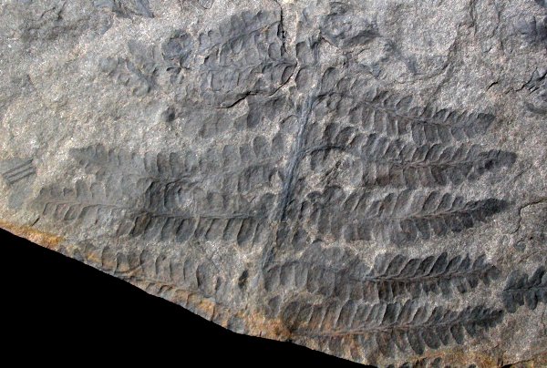 Pecopteris arborenscens