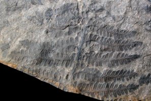 Pecopteris arborenscens
