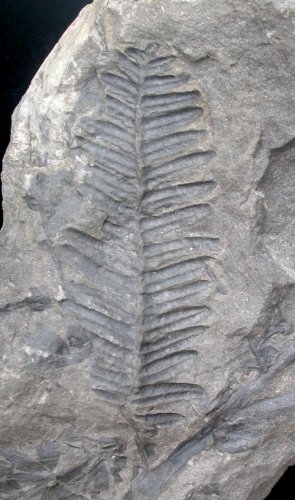 Pecopteris candolleana