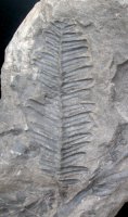 Pecopteris candolleana
