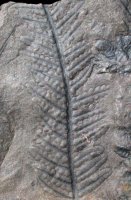 Pecopteris parvula