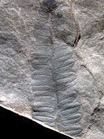 Pecopteris unita