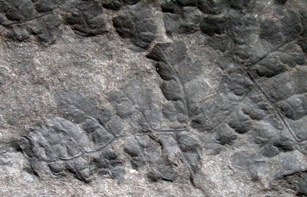 Pseudomariopteris busquetii