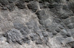 Pseudomariopteris