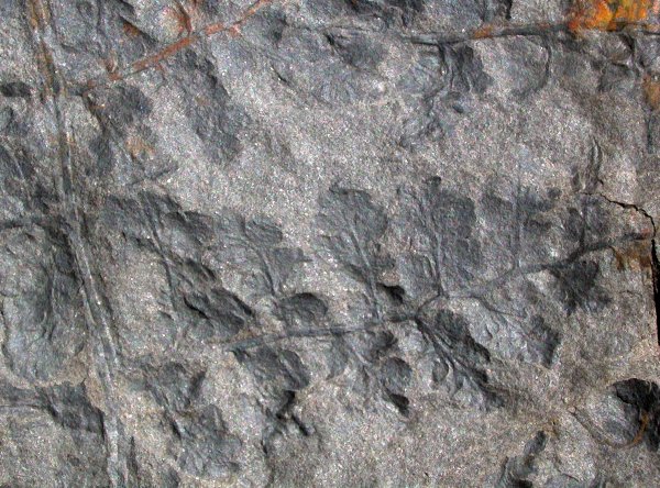 Sphenopteris decorpsii