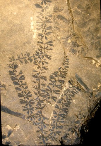 Sphenophyllum oblongifolium