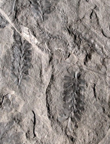 Sphenophyllum oblongifolium