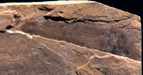 Calamites
