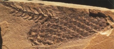 Walchianthus