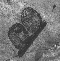 Neuropteris