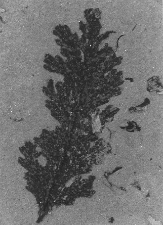 Lodevia nicklesii