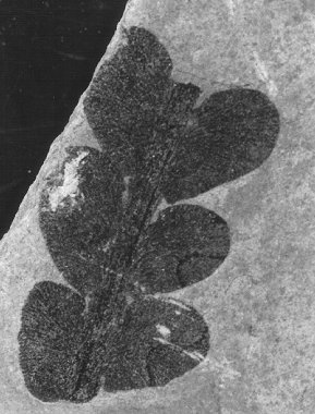 Odontopteris