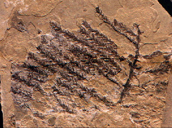 Otovicia hypnoides