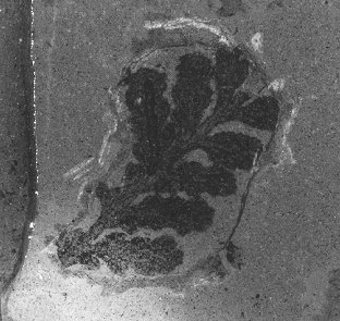 Rhachiphyllum lodevensis