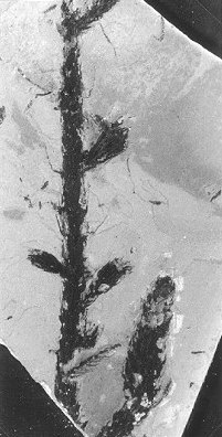 Walchia piniformis