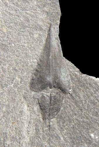 Lepidostrobophyllum hastatum