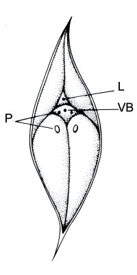 Leaf cushion of  Lepidodendron
