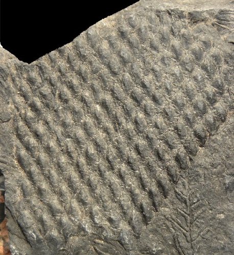 Knorria of Lepidodendron