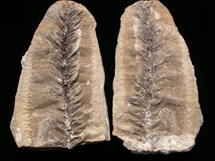 Lepidodendron lycopodioides