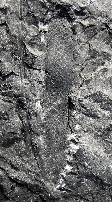Lepidostrobus