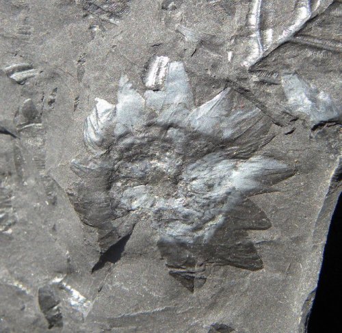 Dwarse doorsnede van Lepidostrobus
