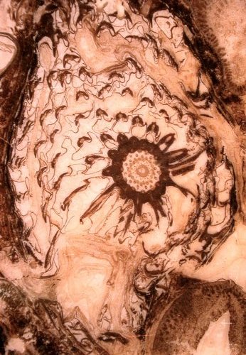 Lepidostrobus in Coalball