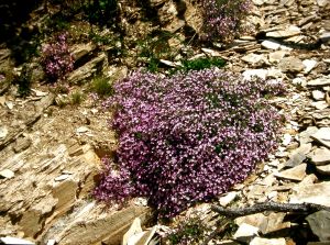 Kalkplaatjes bij Manosque