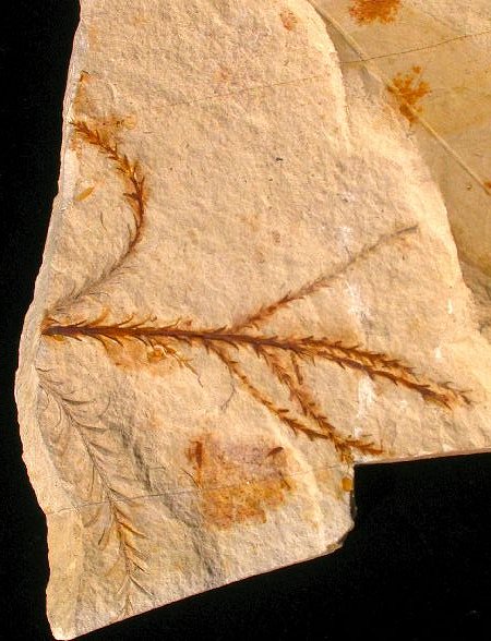 Taxodium (Moerascypres)