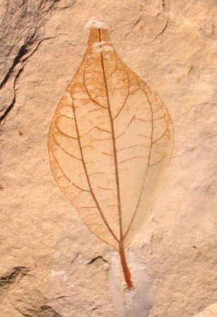 Kaneelblad
