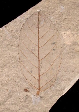 Dadelpruim