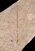 Diospyros varians (dadelpruim)