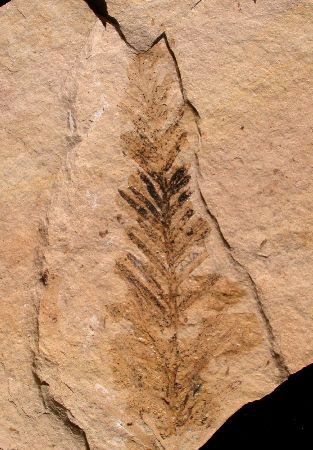 Taxodium (Moerascypres)