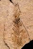 Taxodium (Moerascypres)