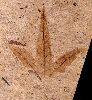 Acer (Esdoorn)