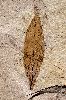 Cinnamomum lanceolatum (Kaneel)